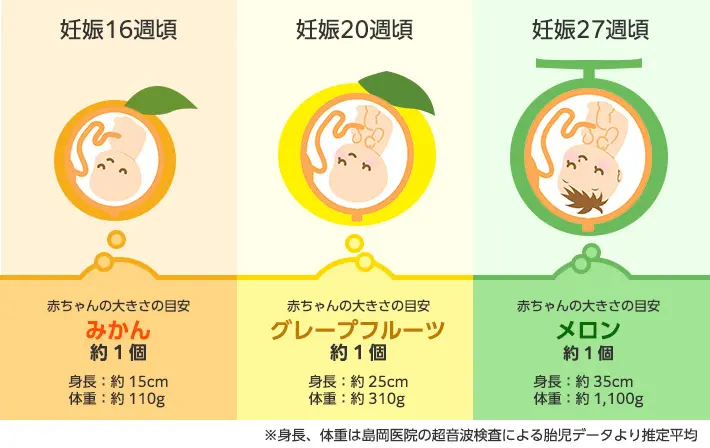 妊娠中期の赤ちゃんの様子