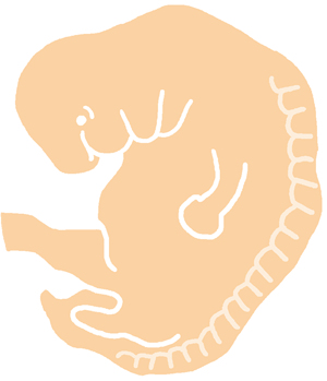 妊娠2ヶ月 妊娠4週 5週 6週 7週 の胎児と母体の状態 おむつのムーニー 公式 ユニ チャーム