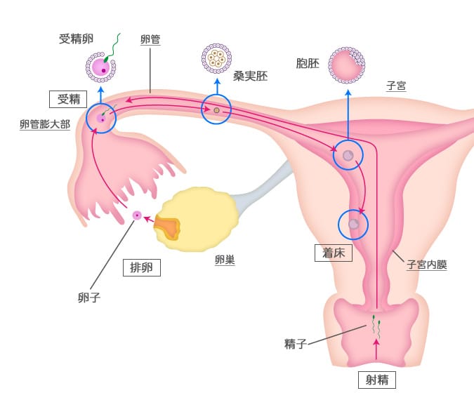 妊娠1ヶ月 妊娠0週 1週 2週 3週 の胎児と母体の状態 おむつのムーニー 公式 ユニ チャーム