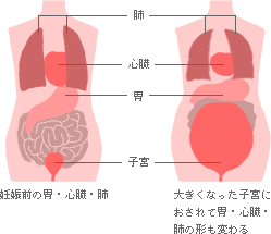 子宮の位置と隣の臓器との窮屈な関係 おむつのムーニー 公式 ユニ チャーム