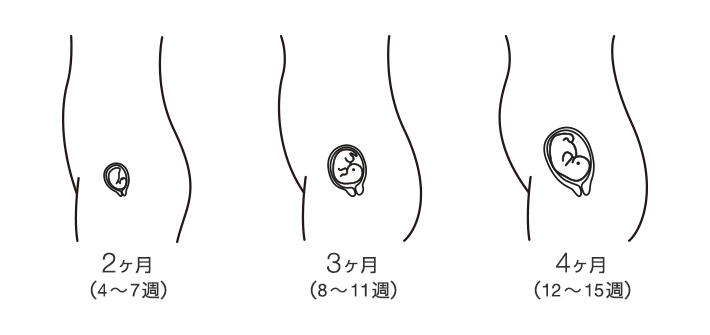 妊娠初期：子宮が大きくなる