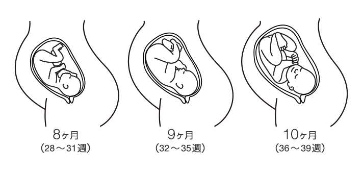 妊娠後期：赤ちゃんの成長とともにより大きく