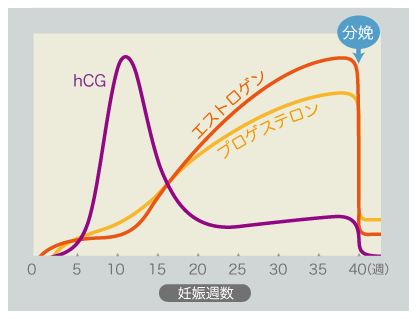 妊娠・出産とホルモンの変化（イメージ）