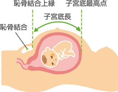 子宮底長とは どうやって測るの 短い 長い 平均の基準は おむつのムーニー 公式 ユニ チャーム