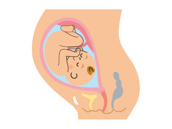 妊娠10ヶ月 妊娠36週 37週 38週 39週 の胎児と母体の状態 おむつのムーニー 公式 ユニ チャーム