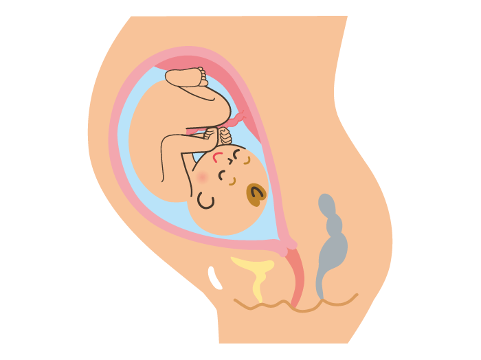 妊娠9ヶ月 妊娠32週 33週 34週 35週 の胎児と母体の状態 おむつのムーニー 公式 ユニ チャーム