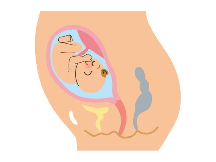 妊娠6ヶ月 妊娠週 21週 22週 23週 の胎児と母体の状態や胎動の変化 おむつのムーニー 公式 ユニ チャーム