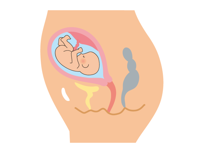 妊娠16週から始まる妊娠5ヶ月目の胎児と母体の状態 16週 17週 18週 19週 おむつのムーニー 公式 ユニ チャーム