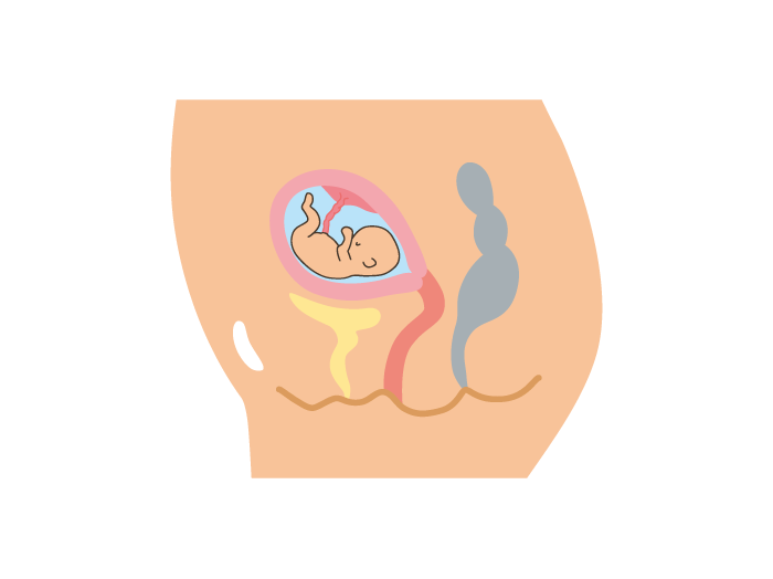 妊娠4ヶ月 妊娠12週 13週 14週 15週 の胎児と母体の状態 おむつのムーニー 公式 ユニ チャーム